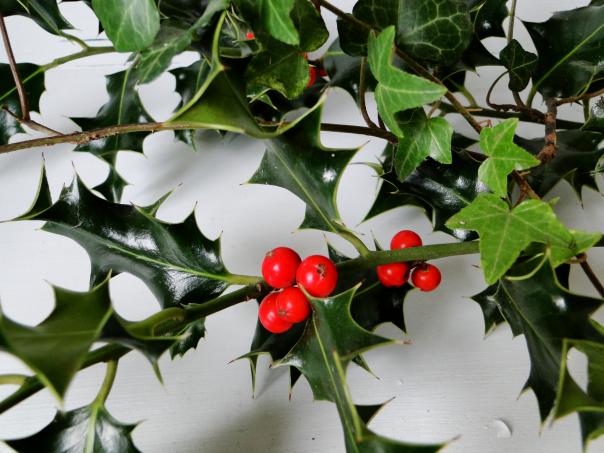 A sprig of holly wrapped in an ivy vine is set against a white background. The holly has 6 red berries, and the plants cast a light shadow on the background.