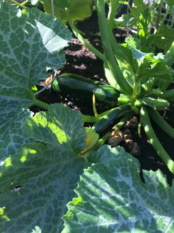 a close-up picture of a zucchini bush, with large, veined green leaves and a medium-sized zucchini at the center of the image